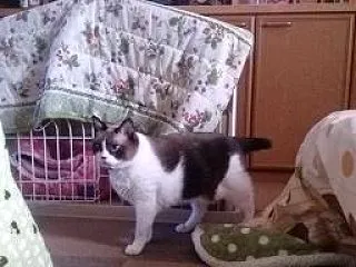 【日記】こうめ ： ゆっくり