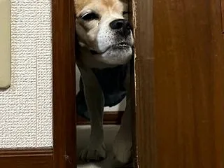 はなちゃん、ママごんのおなかの上でリラッ…