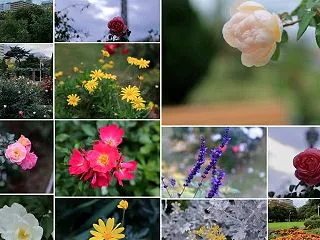 思い出 神奈川県（1） 横浜みなとみらい…