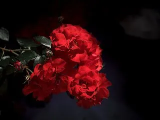 薔薇