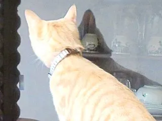 時々そら時々いなか （nya.3570）