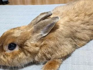 可愛いけど