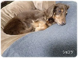 フリース面が好きみたい