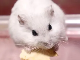 器用なのに