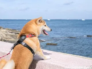 早期退職後６カ月が経ちました