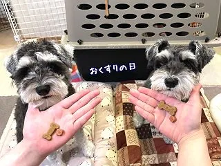 ワンコ達、お薬の日