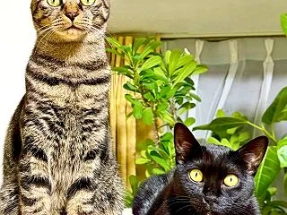 本日の姉妹猫と、その後の帯状疱疹