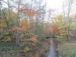 千歳市内の野鳥(2026/10/26)