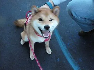 犬バカちゃんリン☆蕎麦屋の風鈴🎵 自分に…