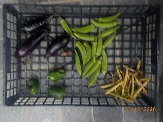 今日の収穫