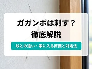 ガガンボは危険？蚊との違いや家に入る原因…