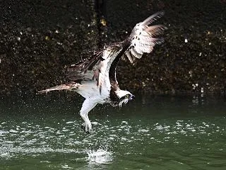 今日でミサゴ最後です！