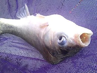 水温高く、それなりに活性は高かったけど……