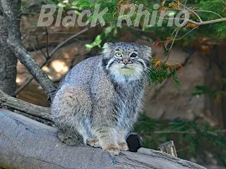 那須どうぶつ王国 04 マヌルネコ スナ…