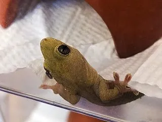 本日のヤモリです。2308日目