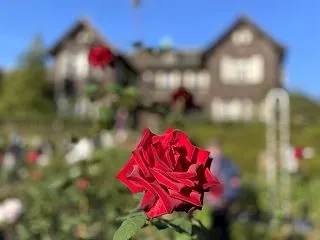 【薔薇（バラ）とは？】英語3文で学ぶRo…