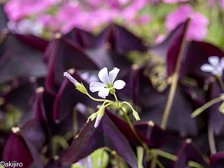 花農丘公園にて