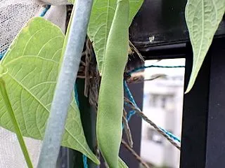 「パンダ豆」の収穫！「オータムポエム」種…