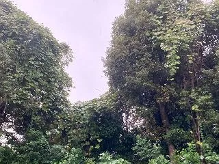 雨のバイトか‥