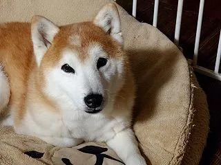 体調不良