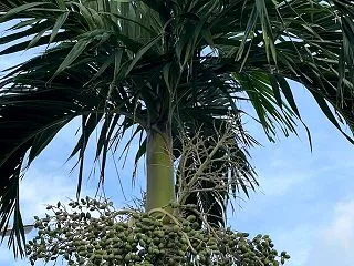 ビンロウ（別名：ビンロウジュ / 檳榔樹…