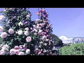 横浜の風景・季節の彩をりを眺めて歩く 横…