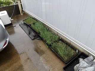 玉葱の苗
