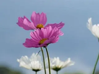 コスモスと鳥