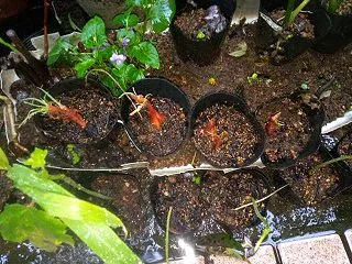 余った分葱の種球をポットに植えました