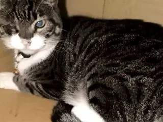 ”飼い主さん見つかりました！” ほんま感…