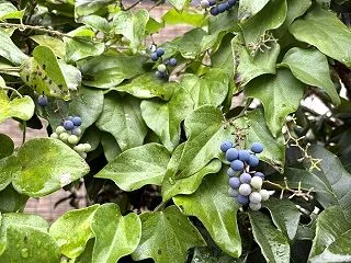 アオツヅラフジ