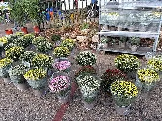 ビオラとシクラメン