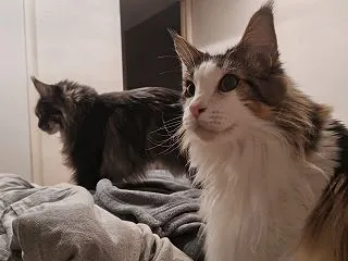 カタツムリ