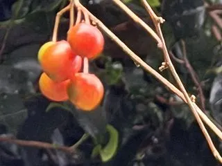 鵯上戸