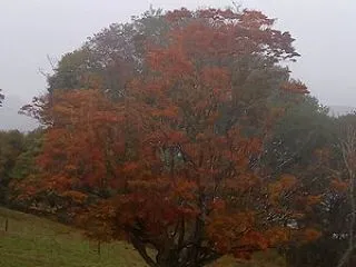 【2026池田町紅葉情報】 大峰高原 七…
