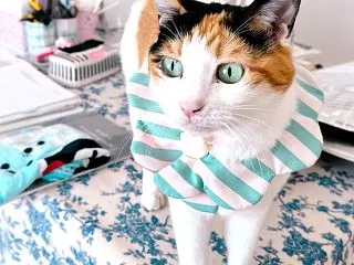 資格が取れる習い事♡広島ポーセラーツ