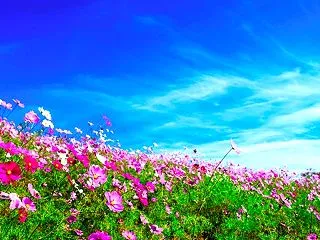 ①和歌山県有田川町 鷲ヶ峰コスモスパーク…