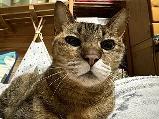 愛