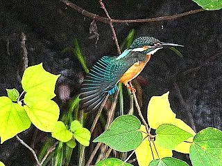 堀の若鳥４