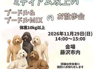 ミディアム以上のプードルお散歩会