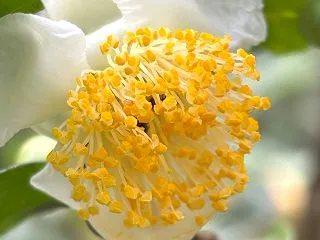 お茶の花が咲いた