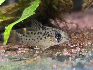 レナ♪