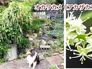 小次郎と秋の草花－オカワカメ（アカザカズ…