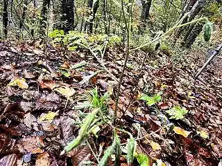 雨の上州路で出会った花 フクオウソウ