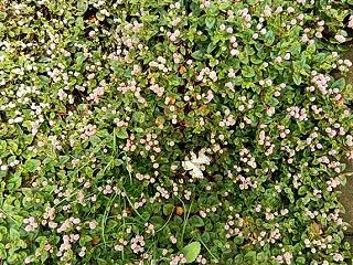 静かな雨で過ぎた：イシガケチョウ