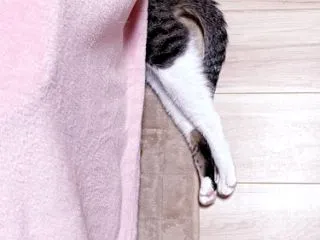 あゝ息子