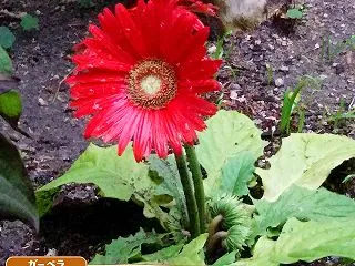 生得的なものだからしょうがない