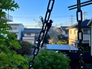 100均のオニヤンマ君に羽根破れ疲れた感…