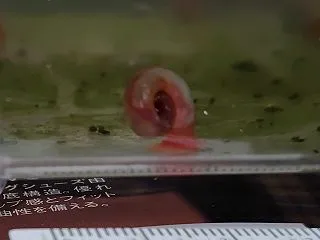 インドヒラマキガイのalbino個体を飼…