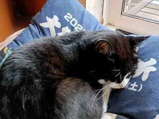呪術のせいだ